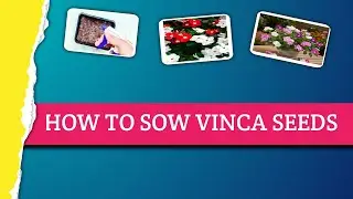 Hybrid Red vinca seeds #Gardeningtips