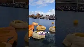 Pumpkin Regatta Kanada. Balapan Labu raksasa #faktaunik #shorts