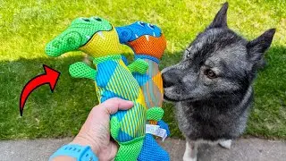 Review of Squeaky Floating Dog Toys for Summer Fun!