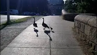 BOSTON PARK RANGERS DID A HALF-ASSED JOB ADDLING CANADA GEESE'S EGGS IN VICTORY GARDENS, FENS PARK