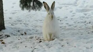 Wild hares in the winter