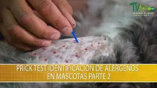 Prick Test Identificacion de Alergenos en Mascotas Parte 2- TvAgro por Juan Gonzalo Angel Restrepo