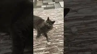 при чем тут я