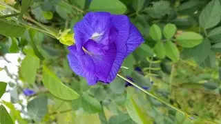Blue Butterfly Pea Vine climbing up a Jatropha Tree Part 1 (Double Flower)