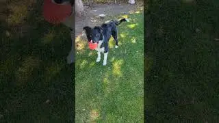 Happy dog #dogshavingfun #dogslife #bordercollie
