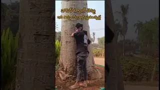 ✨ Water tank tree &ndash; A Symbol of Luck & Positive Energy ✨#garden #landscape #plants #nursery #viral
