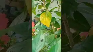 #sivar #myhobbies #hibiscus