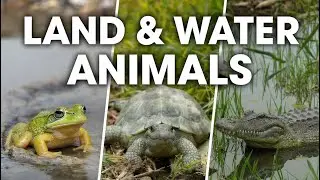 Animals That Live on Both Land & Water 🐸| Learn Amphibious Animals for Kids