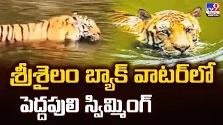 శ్రీశైలం బ్యాక్ వాటర్‌లో పెద్దపులి స్విమ్మింగ్ - TV9