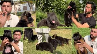 How to Train a German Shepherd Puppy at Home | Complete Training Guide #dog #puppy #pets #dogshorts 