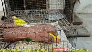 #Lovebirds Alag kyu Kar Diye