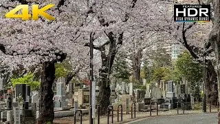 🌸 [4K HDR] Wonderful Sakura Flowers At Yanaka Cemetery | Cherry Blossom Spot In Tokyo 😍