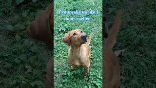 FUN FACT 😎🤓 *Fox Red Lab #shorts #dog #labradordog #labslive#labrador