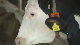 Opłacalność produkcji mleka Strzeszów - Agrofakty TVP3 Wrocław