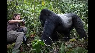 Trai Anfield Photographic Safaris - Gorilla Encounter