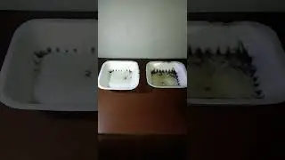 PETROL TRICKS: AT HOME, Easy Science Experiment #viral #shortvideo #shorts