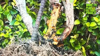 SAVING an OLD RARE DRAGON FRUIT that is ROTTING / HARD to FIND CUTTINGS ( 4-S, 5-S, 6-S 7-S ) & More
