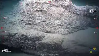 ROV SuBastian Dive 396 - Rodda Canyon, Australia - FK200930