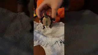 Baby turtle dances #babyturtle #turtle #cute #dancingturtle #fyp #shorts #cutepets