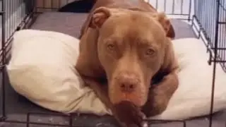 This Dog Throws the Ultimate Tantrum – Wait Till You See Why!