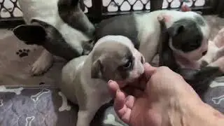 Get Ready to Smile: 15 Baby Boston Terriers Just Having Fun! 😄🐾