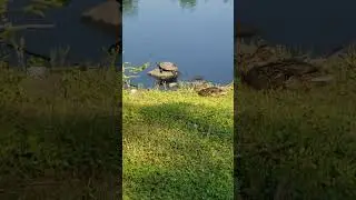 turtle sunbathing on a rock