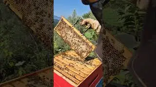 Ecco il miele di castagno fatto dalle nostre api