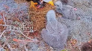 #132🦅🐥22&deg;🐥17&deg;／Winter Park Eagle Nest 2026／Against All Odds:One-Eyed Mom／by Winter Park Eagle Cam