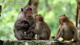 Successful...! Smart baby Jonna monkey clings & mom helps take back from Brighten, Family beautiful