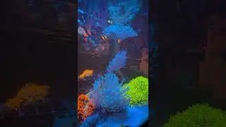 Flowing Weeping Willow Long Tentacle Leather Coral in a Reef Aquarium