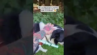 POV: Your Dog Learns Foraging By Mistake 😂 #vanlifeuk #vanlifedogs #foraging #lifeontheroad #shorts