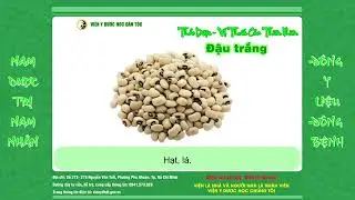 94. White Bean - Phaseolus vulgaris 'Great Northern'