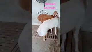white sheep 🐏 video #video #tamashanimals #animals #viral