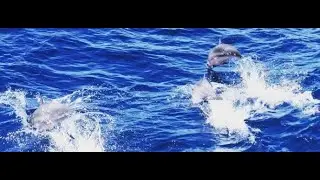 Whale watching around 
