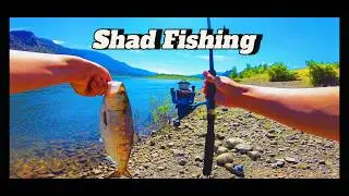 Bonneville Dam Shad Run | Bank Fishing The Pacific Northwest