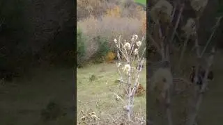 @topwildboarhunts  #wildboarhunting Samsun domuz avı  #hunting #domuz #avcıları #wildboar