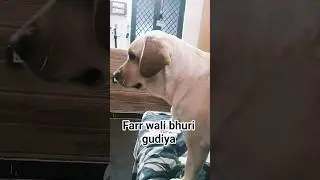 Meri mummy mujhe farr wali gudiya bolti h .. #labrador #dog #lover #pets #funny #video