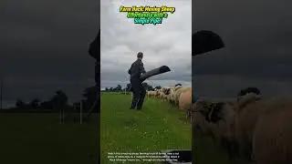 🐏Farm Hack: Moving Sheep Effortlessly with a Simple Pipe!
