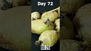 The 300-Day Journey of a Rotting Potato: Time Lapse!