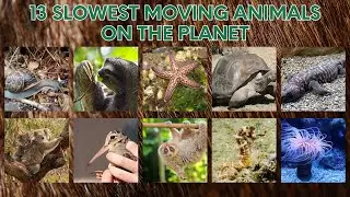 13 SLOWEST MOVING ANIMALS ON THE  PLANET #snail #giga #starfish #turtle #seahorse