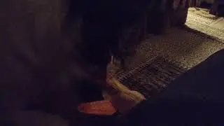 The dog licks the hex keys. ASMR. NO TALK.