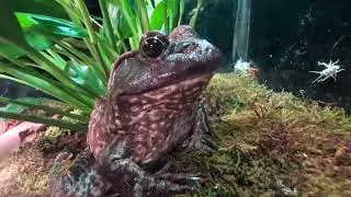 Reptile Room Tour 2026