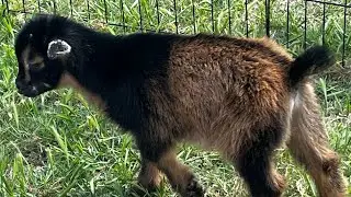 Bottle Feeding Our Blind Baby Goat | Not That Easy!