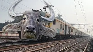 Amezing Indian Buffalo Emu Train Magh Mela Special Running Express At Railgate Scene Crossing 