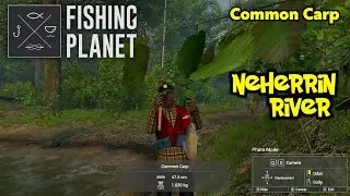 Common Carp Neherrin River - Fishing Planet
