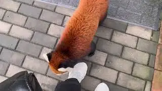 Red panda alternates between defensive and friendly behavior in Anhui