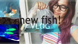 come along with me! getting new fish and setting them up