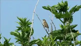 Phragmite des Joncs film