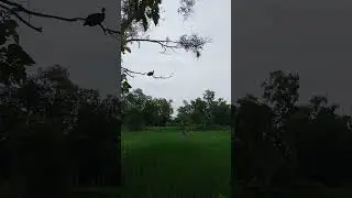 very good way to catch it #nature #funnyanimals #wildlife #awesomethings #birds #nest #animalreels
