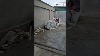 Кошки сегодня гуляют тепло #приюткарипиди #животные #помощьбездомным